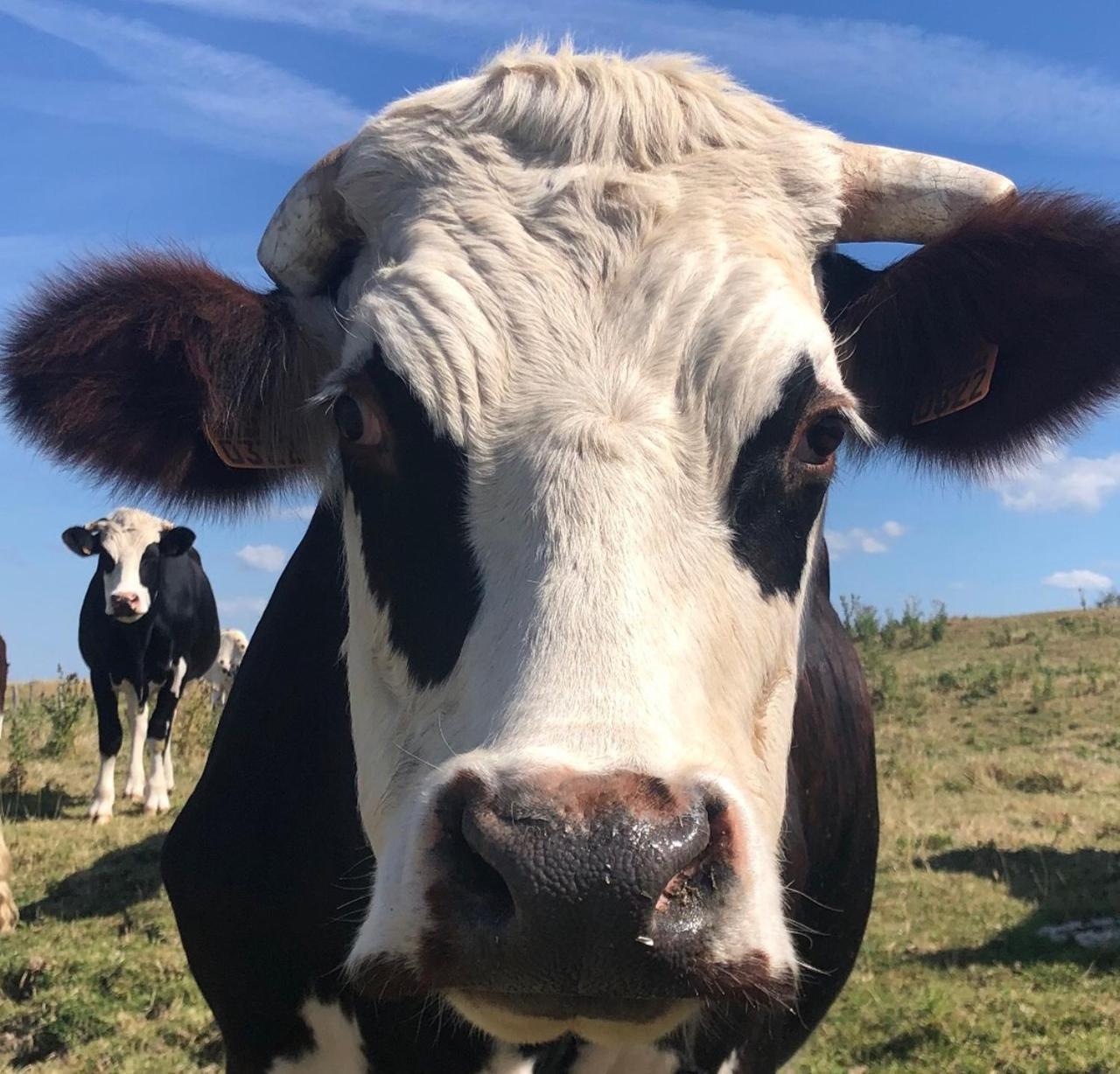 La Ferme De Nehou Hotel Gatteville-le-Phare Eksteriør billede